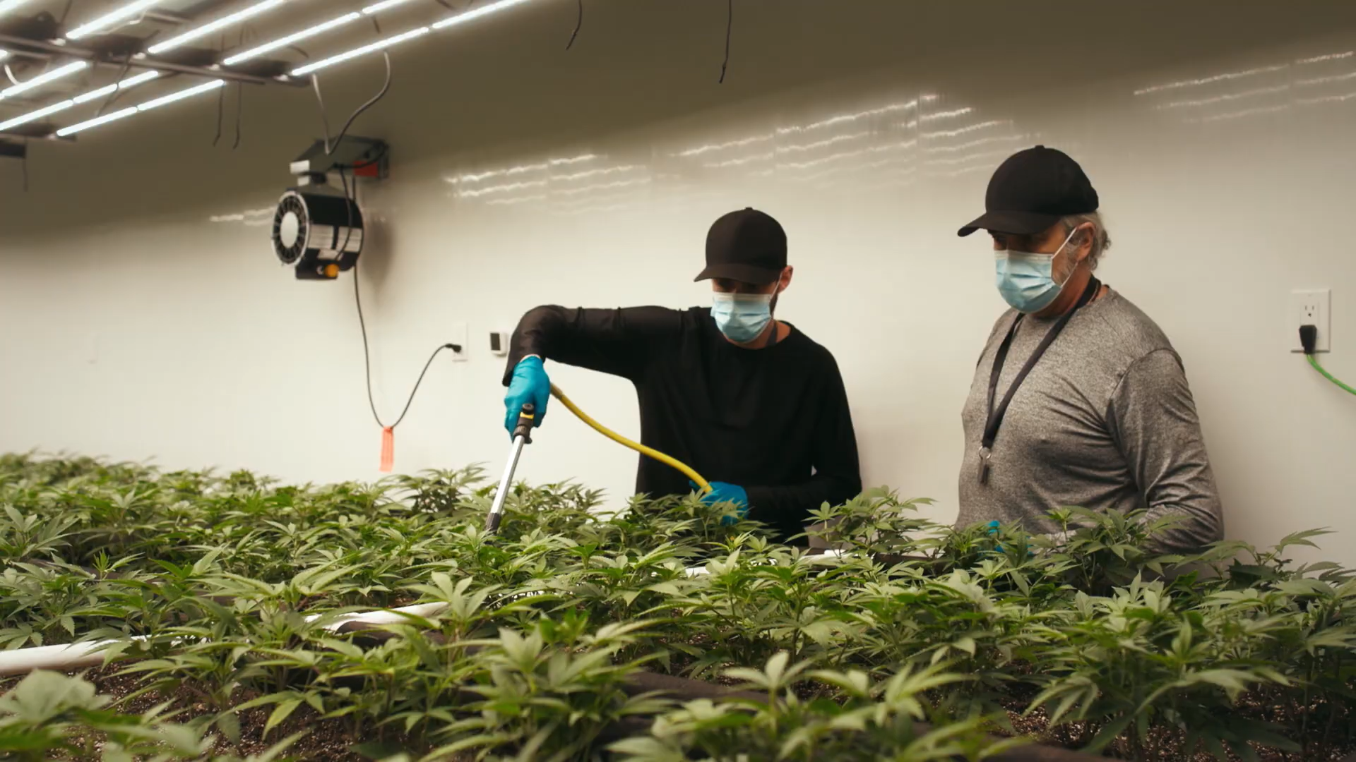 CF Business Loans Support Growth in Cannabis Industry